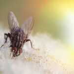 A close-up image of a common housefly standing on white flowers, with detailed focus on its wings and eyes—a reminder of the need to get rid of flying bugs in your home. The background is blurred with a soft yellow light in the upper right corner.