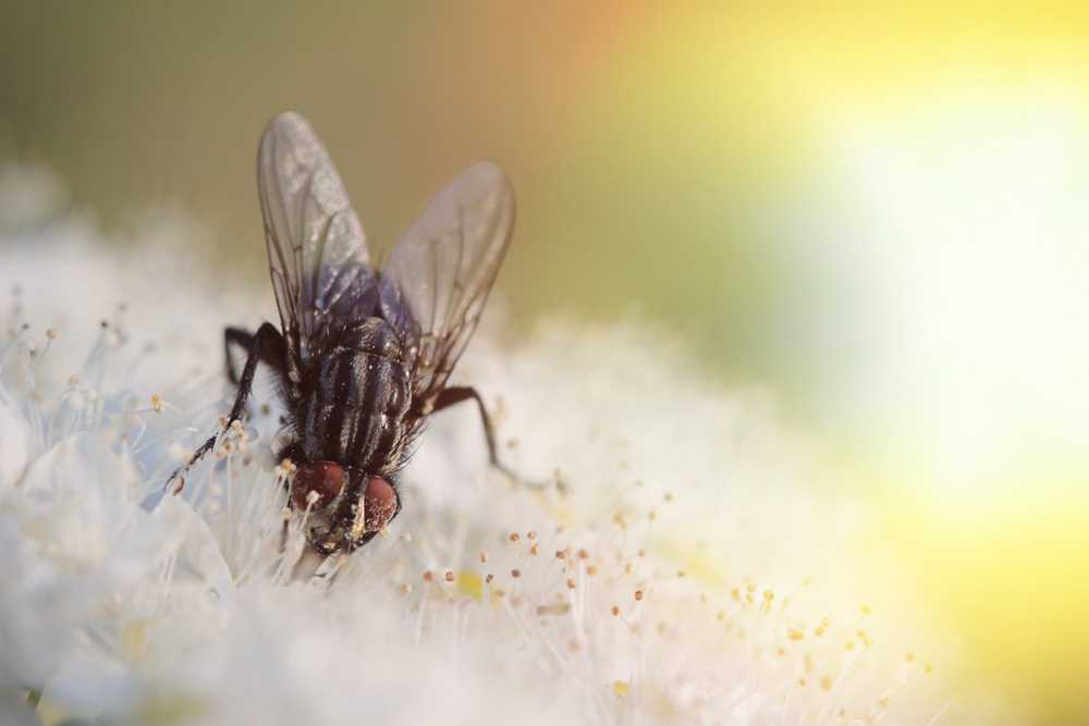 A close-up image of a common housefly standing on white flowers, with detailed focus on its wings and eyes—a reminder of the need to get rid of flying bugs in your home. The background is blurred with a soft yellow light in the upper right corner.