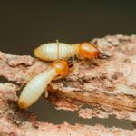 Close-up image of two termites, possibly Formosan Subterranean Termites, on decaying wood. Their pale bodies and darker heads aid in termite identification as they feed or move along the surface—an important step for effective termite control.