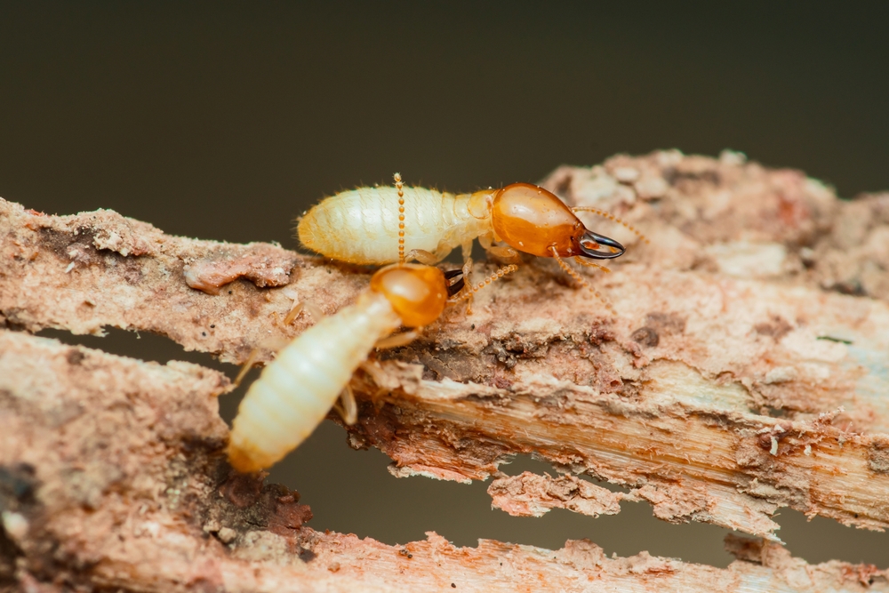 Close-up image of two termites, possibly Formosan Subterranean Termites, on decaying wood. Their pale bodies and darker heads aid in termite identification as they feed or move along the surface—an important step for effective termite control.