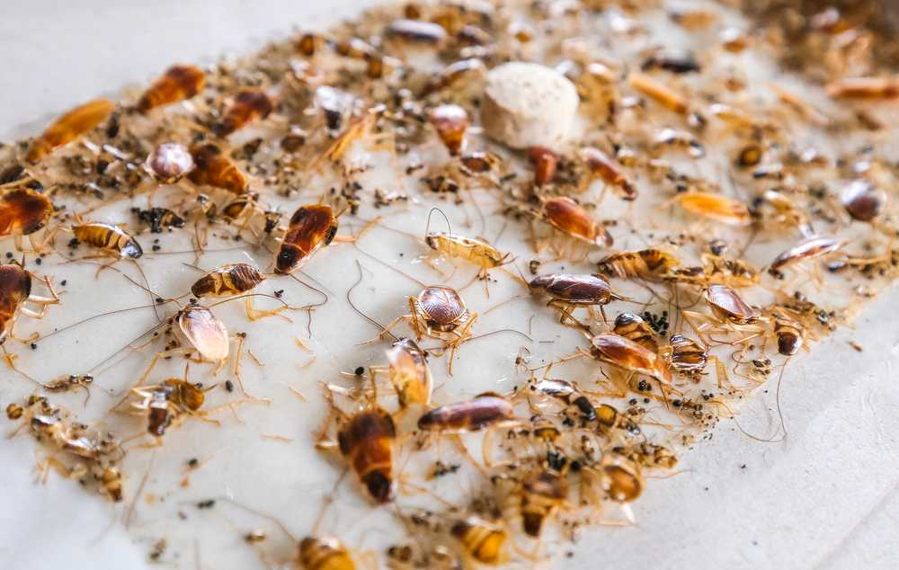 Featured image for House Cockroaches: Tips, Treatments, and Prevention