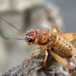 A close-up image of a brown house cricket standing on a textured surface, showing its antennae, legs, and segmented body in detail. The background is blurred.