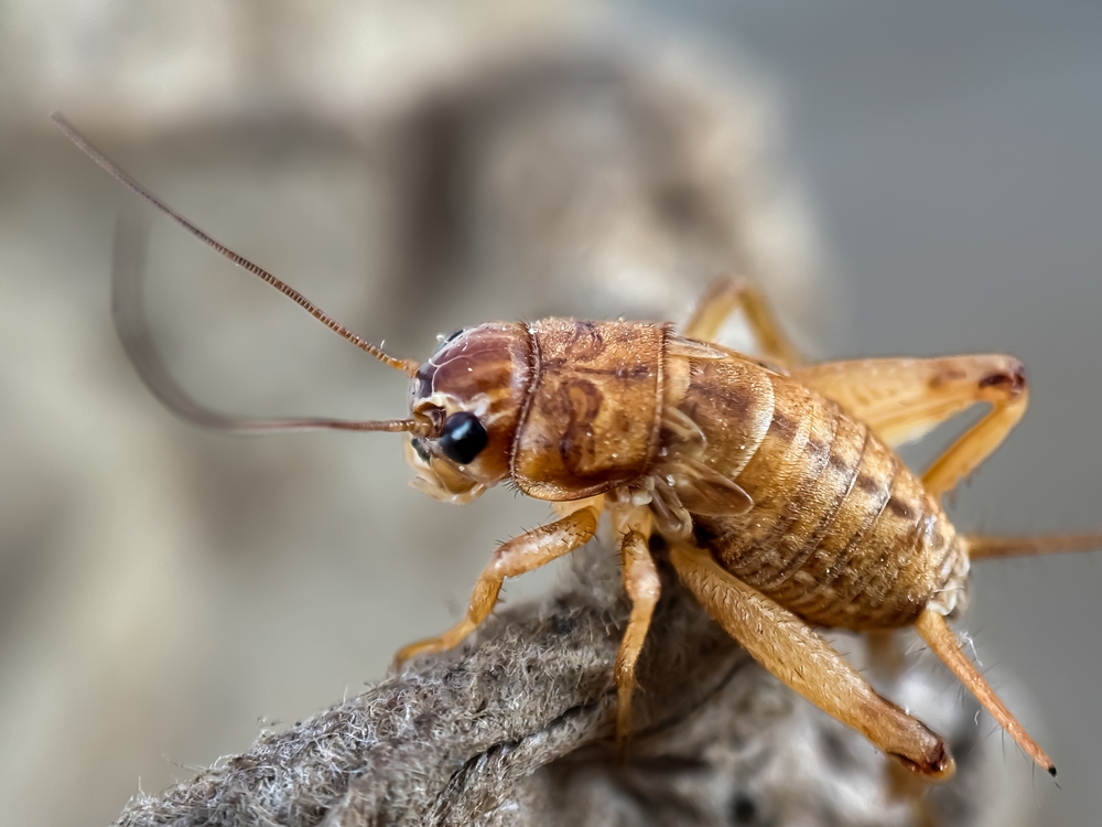 Featured image for House Cricket Facts & Tips for Your Home