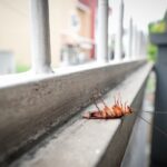 A dead cockroach lies on its back on a concrete ledge near a metal railing, with blurred buildings and greenery in the background—a stark reminder of how short the cockroach lifespan can be.