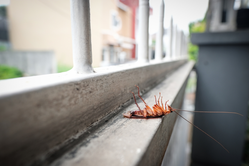 A dead cockroach lies on its back on a concrete ledge near a metal railing, with blurred buildings and greenery in the background—a stark reminder of how short the cockroach lifespan can be.