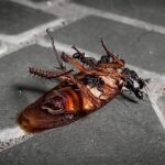 A dead cockroach lies on its back on a tiled surface while several black ants surround and crawl over its body, offering a glimpse into the end of a cockroach lifespan.