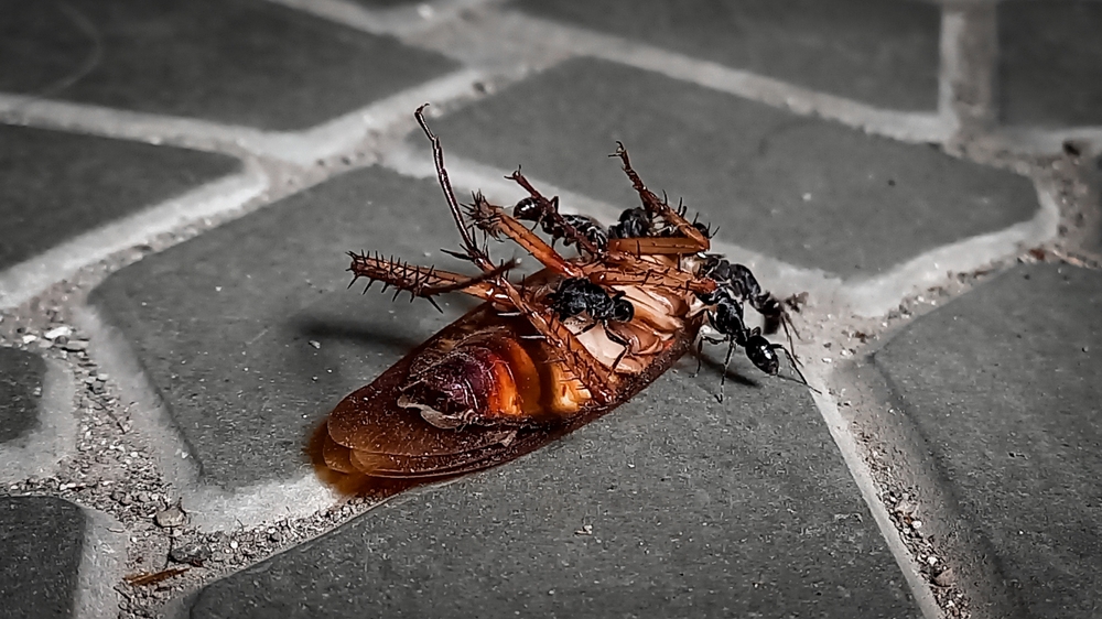 Featured image for How Long Do Roaches Live? Lifespan Explained