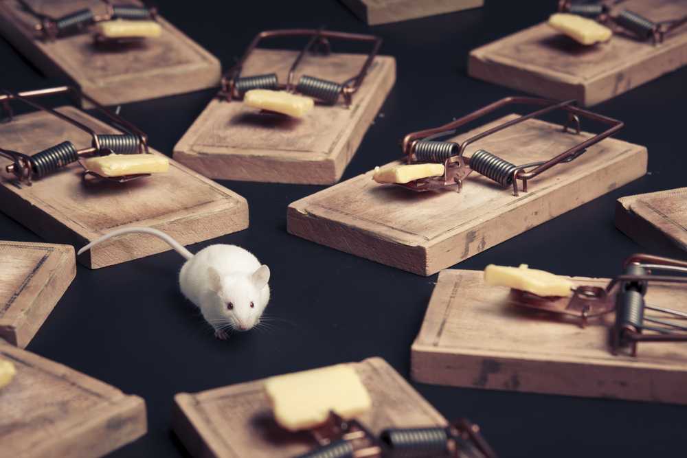 A white mouse stands on a dark surface surrounded by wooden mousetraps, each baited with cheese. The mouse appears to be navigating between the traps, highlighting the importance of effective Mice Control services.