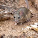 A small brown mouse with large ears sits on sandy ground surrounded by dry sticks and debris, looking up toward the camera.