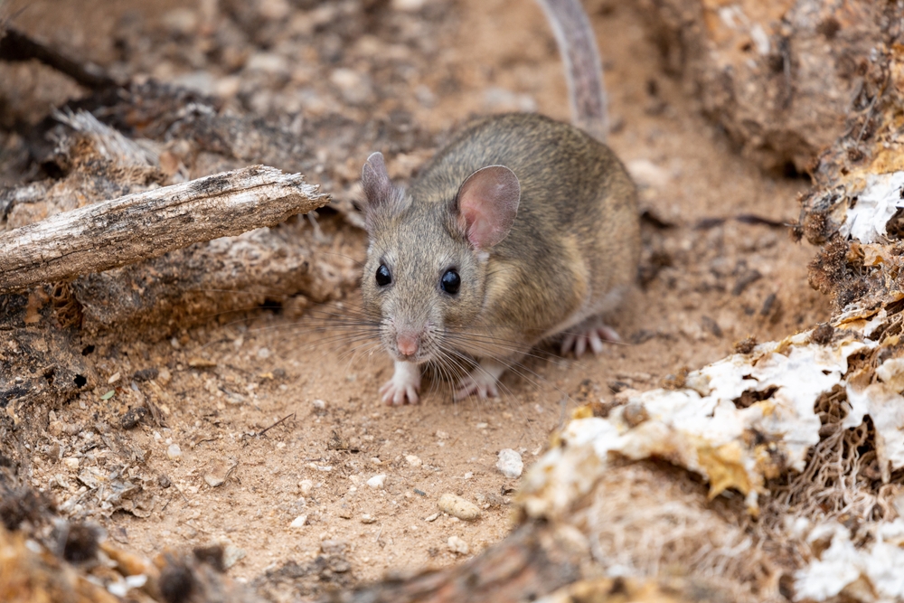 Featured image for Pack Rats: Identification, Habits, and Control Tips