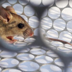 A brown mouse is inside a white circular-patterned metal cage. The mouse is facing left, highlighting the need for effective rat control to maintain a pest-free home. The photo is taken from outside the cage with bars in the foreground.