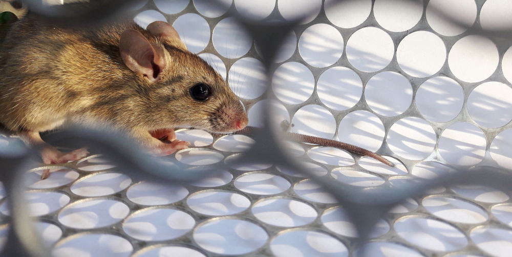 Featured image for Rat Control Tips to Keep Your Home Pest-Free