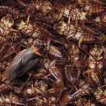 A large group of brown cockroaches, with one prominent live cockroach on top of a pile of both live and dead cockroaches, showing various legs and bodies overlapping.