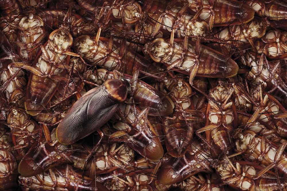 Featured image for Cockroach Nest Signs: Where Roaches Hide and What to Do