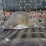 A brown and gray mouse sits inside a metal wire cage trap, its body resting on the cage floor and face close to the bars—a clear example of safe rodent removal in action. The background is blurred.