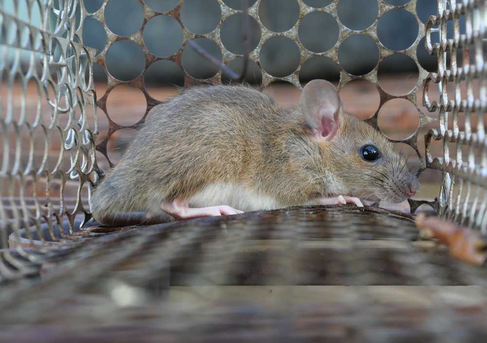 Featured image for How to Get Rid of Rodents: Safe, Effective Solutions
