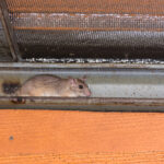 A brown rat is sitting in a narrow metal gutter attached to the side of a building with orange wood siding and metal roofing visible above.