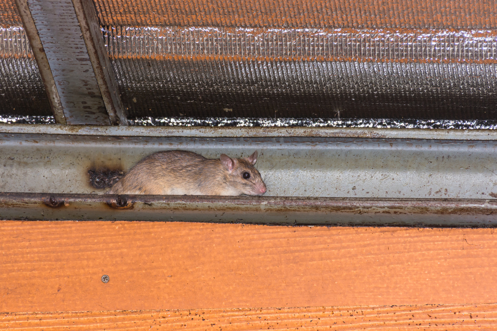 Featured image for Roof Rats How to Spot and Stop Them Fast at Home