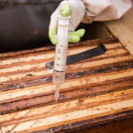A person wearing gloves holds a syringe, applying liquid to wooden beehive frames inside a beehive box during maintenance or treatment.