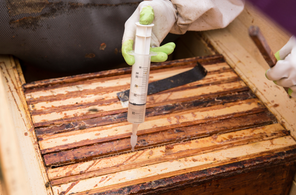Featured image for Safe & Effective Bee Removal for Homeowners and Beekeepers
