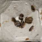 A group of small brown insects, possibly small roaches, clustered inside a stained gray egg carton. The surface shows spots and stains, suggesting an infestation—spotting roaches like these means it’s time to get rid of roaches promptly.
