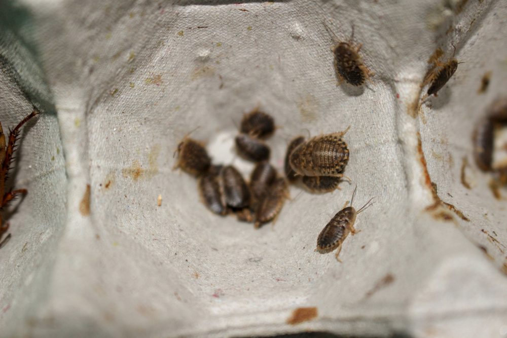 A group of small brown insects, possibly small roaches, clustered inside a stained gray egg carton. The surface shows spots and stains, suggesting an infestation—spotting roaches like these means it’s time to get rid of roaches promptly.
