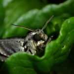 A close-up of a Sphinx Moth with large eyes and antennae resting on green leaves. For easy identification, note the small, yellow-and-black spotted insect perched on the edge of a nearby leaf.