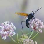 A black wasp with orange-tinted wings is perched on light pink and white milkweed flowers. The background is blurred, highlighting the details of the insect and the blooms.