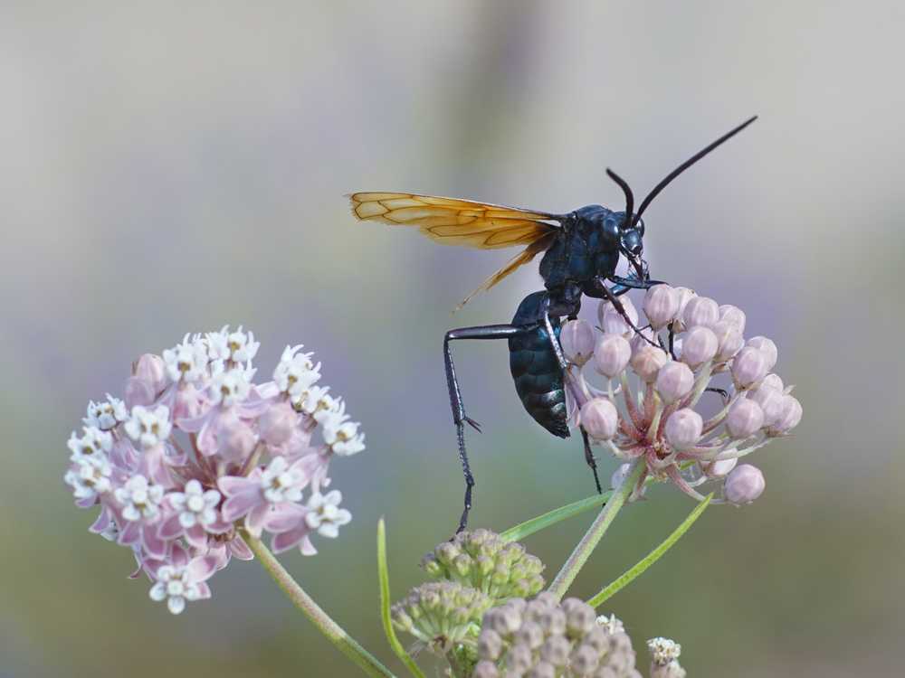 A black wasp with orange-tinted wings is perched on light pink and white milkweed flowers. The background is blurred, highlighting the details of the insect and the blooms.