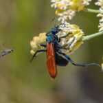 A large black and orange tarantula wasp clings to a cluster of pale yellow flowers while a smaller wasp hovers nearby. The blurred green background highlights the insects and flowers, offering a glimpse into fascinating tarantula wasp facts.