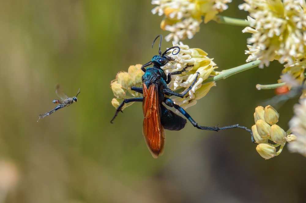 A large black and orange tarantula wasp clings to a cluster of pale yellow flowers while a smaller wasp hovers nearby. The blurred green background highlights the insects and flowers, offering a glimpse into fascinating tarantula wasp facts.