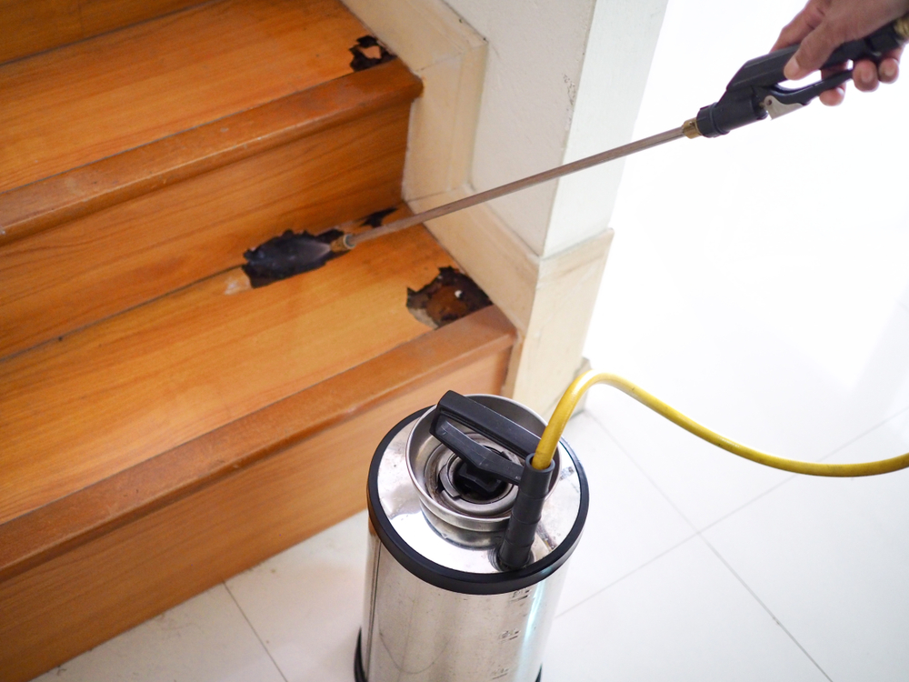 Featured image for Termidor Termite Treatment: Long-Lasting Home Protection