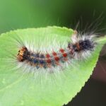 A close-up of a moth caterpillar with orange, blue, and black markings crawling on a green leaf. The background is blurred in green shades, perfect for identification or learning interesting facts about this unique insect.