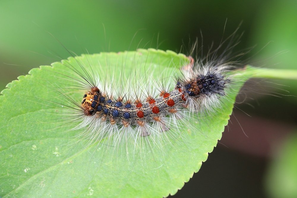 Featured image for The Essential Guide to the Moth Caterpillar