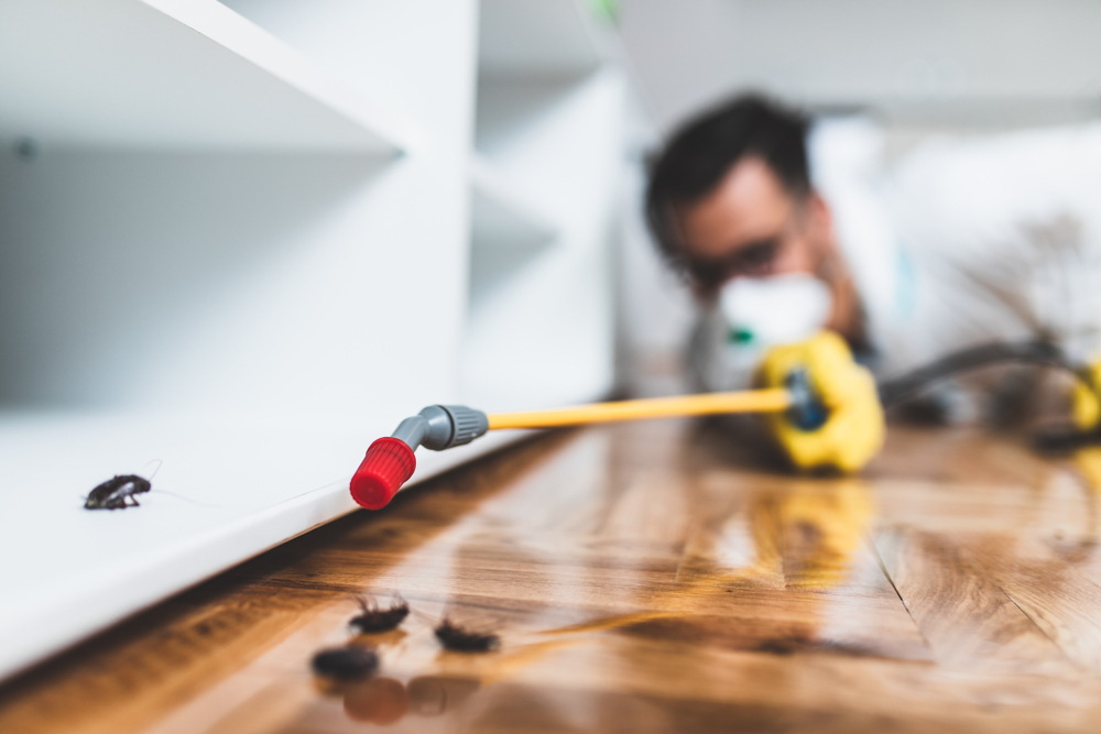 A person wearing yellow gloves uses a spraying tool to apply pesticide near cockroaches on a wooden floor beside a white cabinet, highlighting the work of a cockroach exterminator during indoor pest control activity.