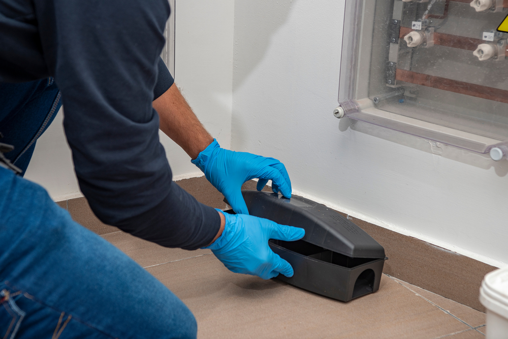 Featured image for Top Mouse Exterminator: Fast, Effective Rodent Solutions