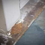 A pile of brown termite poop, or frass, is accumulated at the base of a white wall near the corner, on a tiled floor with visible grout lines.