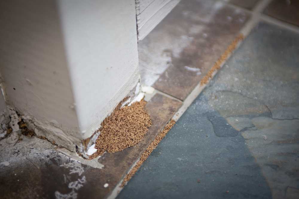 Featured image for Termite Droppings: How to Identify Them and What They Mean