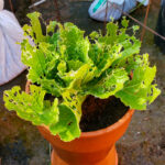 A potted leafy green plant with multiple holes and damage on its leaves, likely caused by pests such as those found in an earwigs diet, sits outdoors on a clay pot. The surrounding area includes other pots and bags.