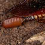 Close-up of a cockroach on soil, showing its body, legs, and a reddish-brown egg case (ootheca) protruding from its abdomen. The image highlights the texture and details of the insect and surrounding dirt.