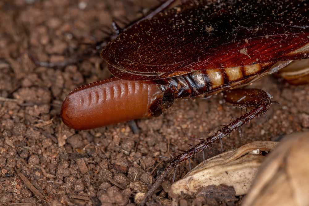 Close-up of a cockroach on soil, showing its body, legs, and a reddish-brown egg case (ootheca) protruding from its abdomen. The image highlights the texture and details of the insect and surrounding dirt.