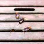 Four brown roaches are crawling on a weathered wooden surface with horizontal slats and a narrow rectangular slot near the top, hinting at a possible roach infestation and raising questions about where do roaches come from.