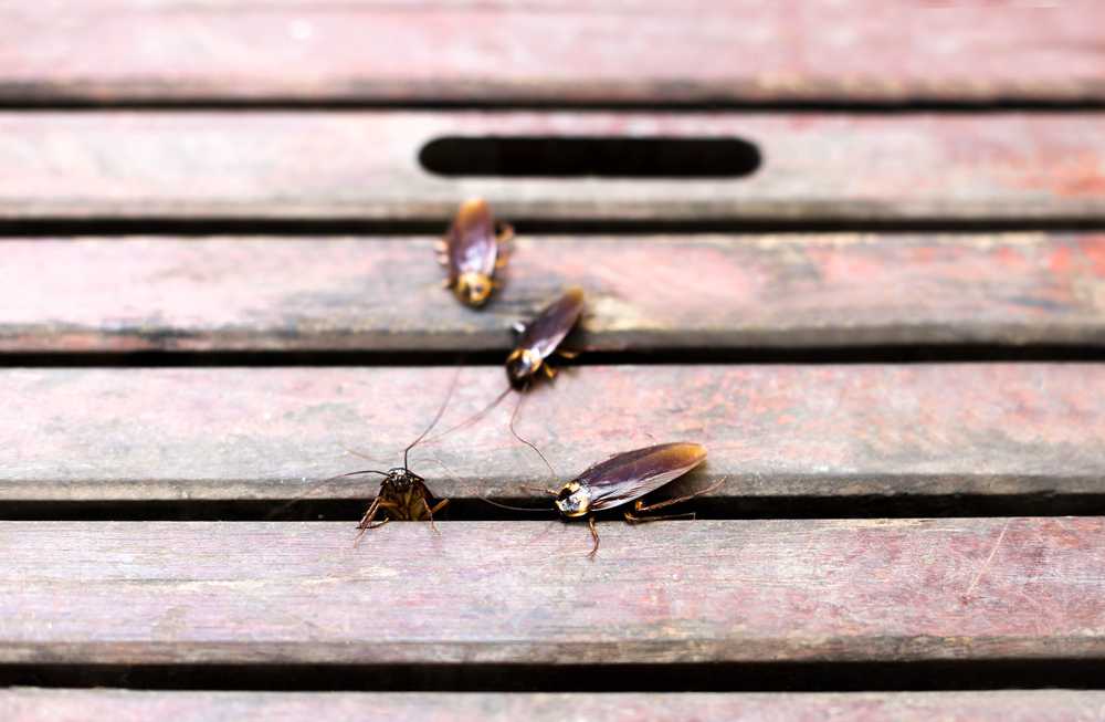 Featured image for Where Do Roaches Come From? The Simple Answer