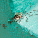 A group of ants gathers around a small hole in a turquoise-colored concrete surface, with some ants scattered along the adjacent surfaces—highlighting the need for effective solutions in ants control.