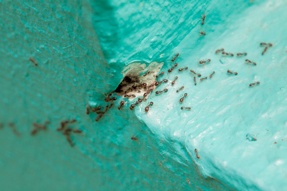 Featured image for Ant Control: Simple & Effective Solutions