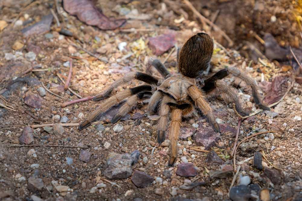 An Arizona Blond Tarantula with brown and black markings is walking on rocky, dirt-covered ground scattered with leaves and small twigs.