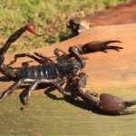 A Giant Arachnid perches menacingly on a piece of wood, showcasing the impressive size often seen in the world's Biggest Scorpion species.