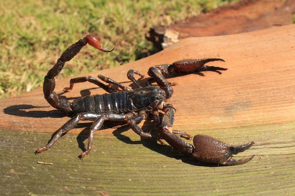 Featured image for Largest Scorpion in the World: Size, Habitat, and Danger Explained