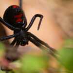 Close-up of a Black Widow Spider with a red hourglass marking on its abdomen, partially obscured by green foliage and set against a blurred brown background, highlighting its distinctive appearance and unique size facts.