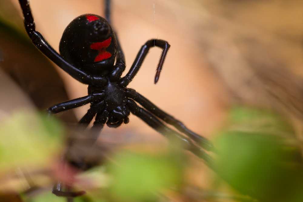 Close-up of a Black Widow Spider with a red hourglass marking on its abdomen, partially obscured by green foliage and set against a blurred brown background, highlighting its distinctive appearance and unique size facts.